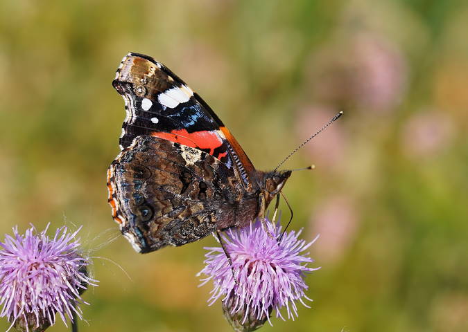 Адмирал (Vanessa atalanta)