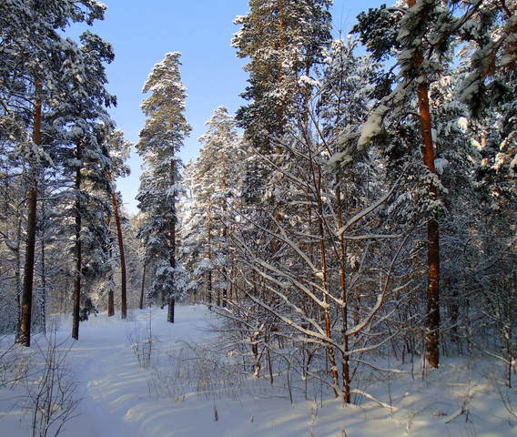 Лесной пейзаж .