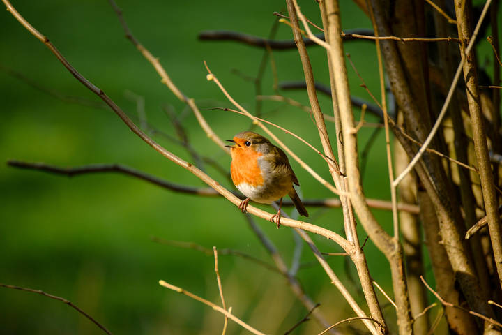 Зарянка, Вільшанка (лат. Erithacus rubecula)
