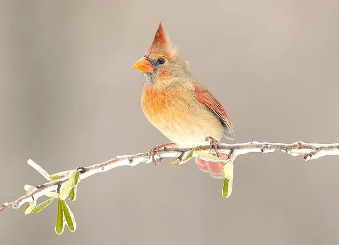 Northern Cardinal female - Красный кардинал самка