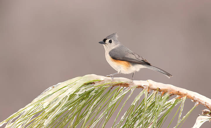 Tufted Titmouse -Острохохлая синица