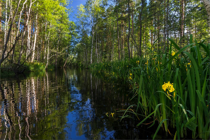 река ирисов