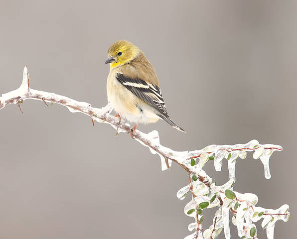 American Goldfinch - Американский чиж