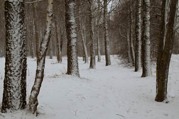 Серебряный лес