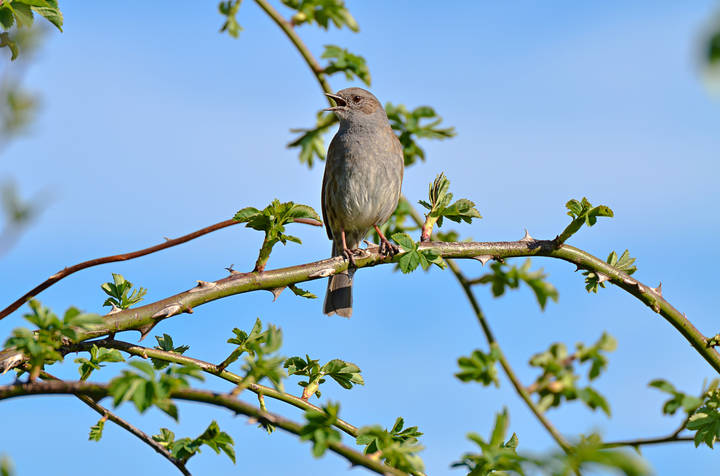 Лесная завирушка (лат. Prunella modularis) 