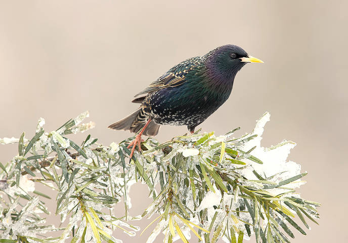 European Starling. Обыкновенный скворец