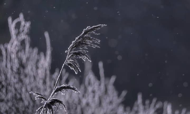 Космическая флора