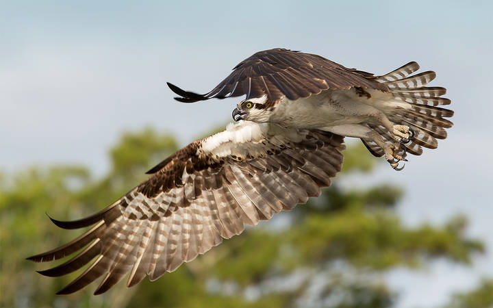 Скопа - Osprey
