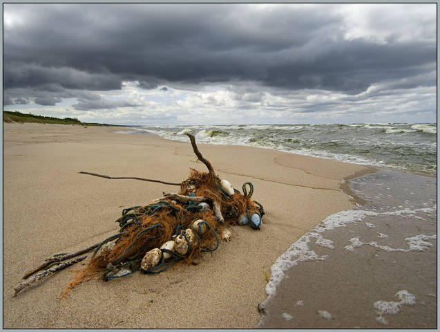 Дары моря