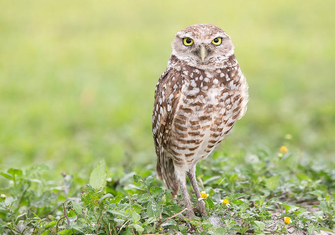 Burrowing Owl - Кроличий сыч