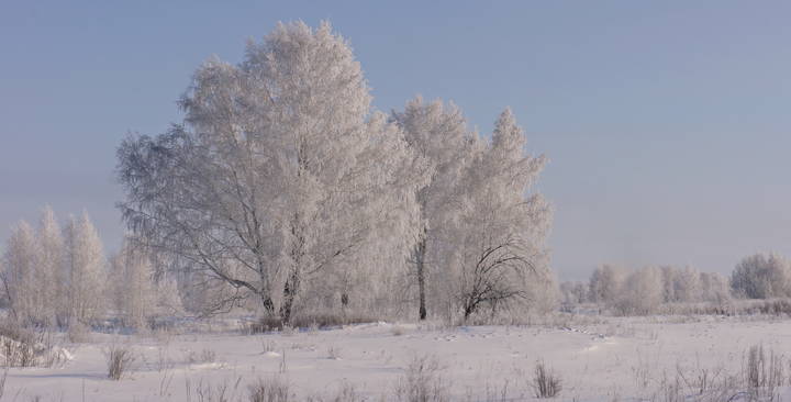 Январский иней на ветвях берез.