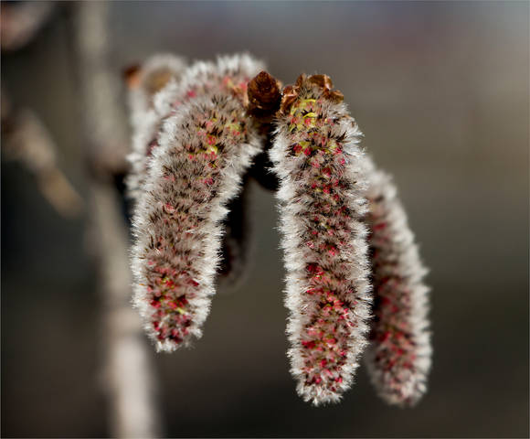 Пушистые бананы