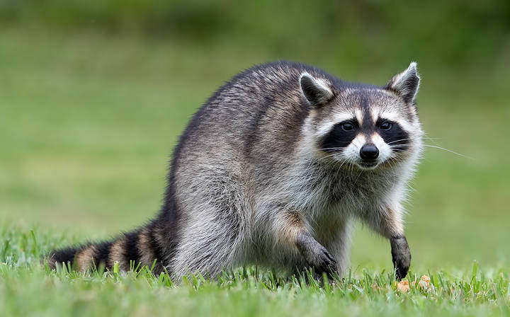 Енот-полоскун -Raccoon
