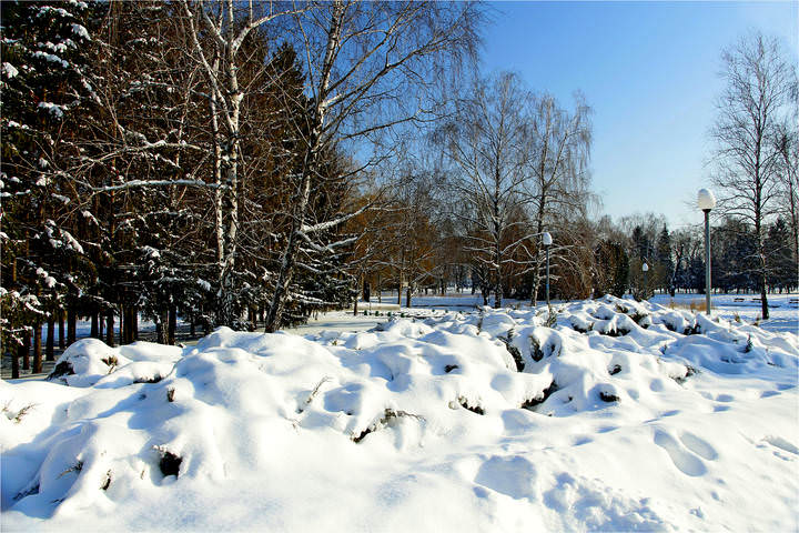 Вечнозелёные под снегом