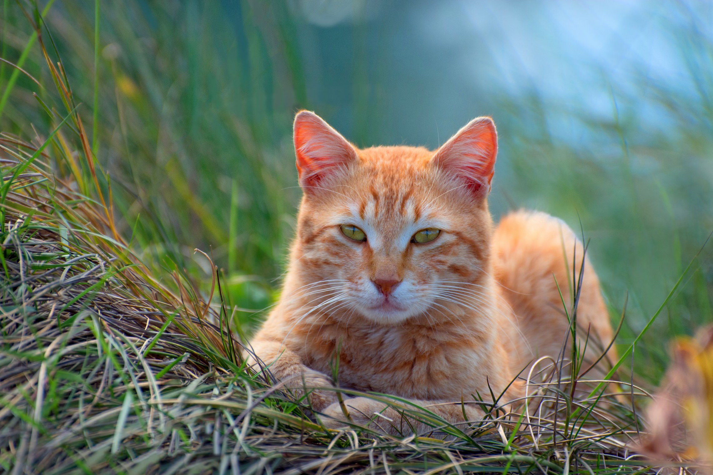 Рыжий котик на пруду