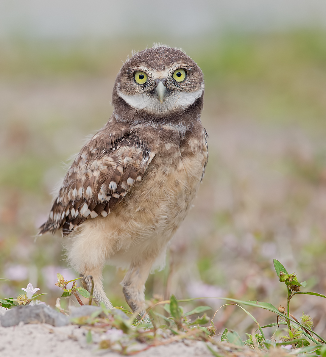 Сычик -Burrowing Owlet
