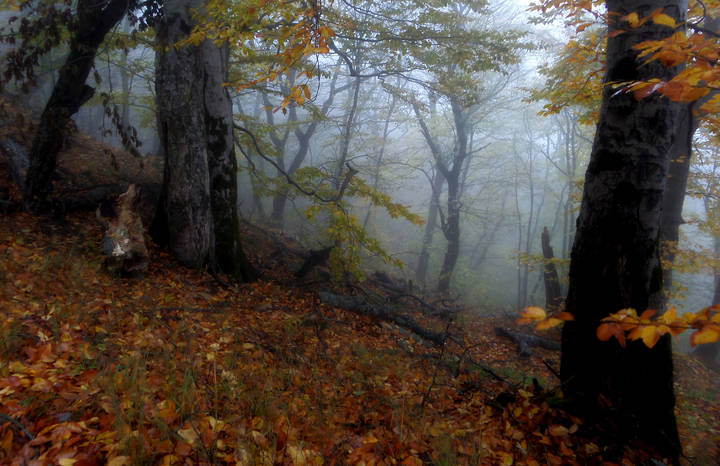 Утром туманным.......