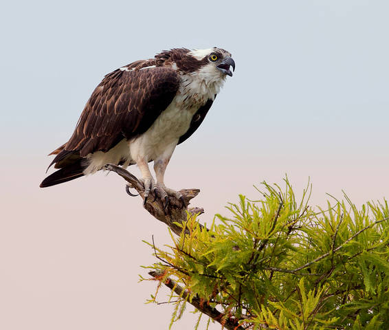 Скопа - Osprey