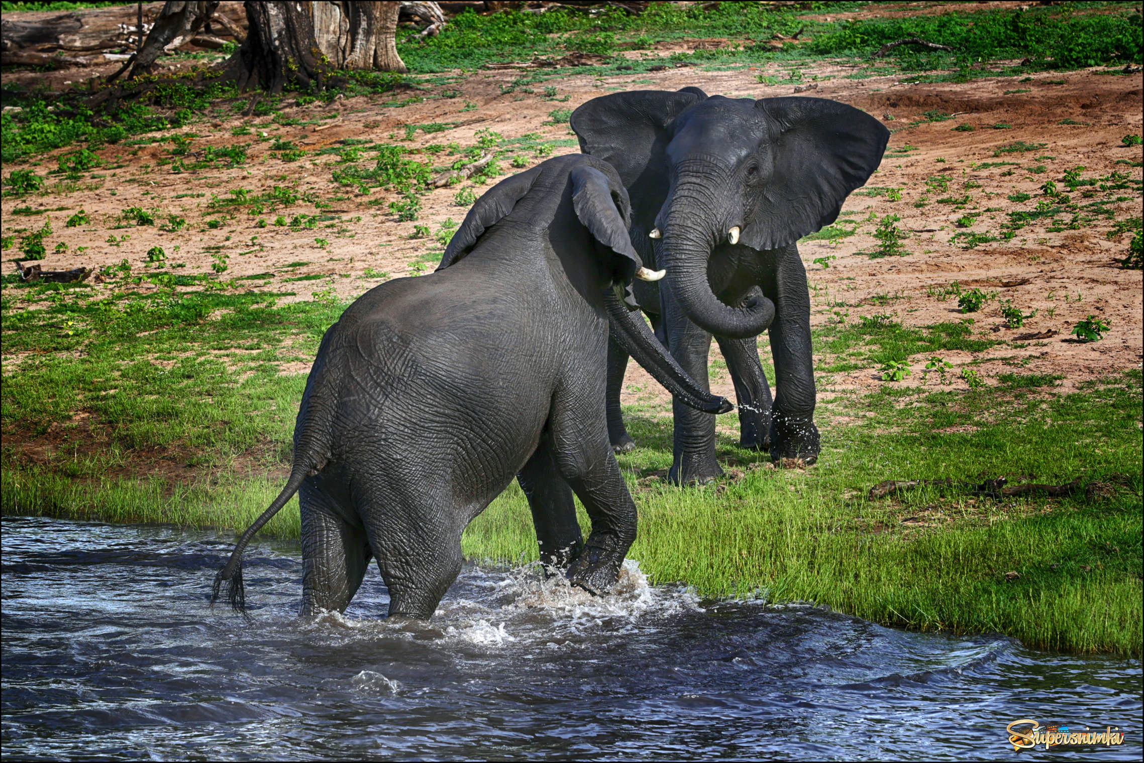 Молодые слоны выясняют отношения