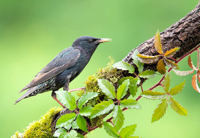Обыкновенный скворец - European Starling