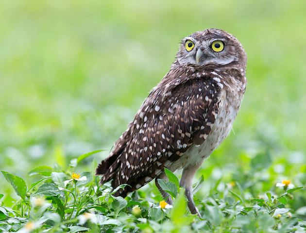 Burrowing Owl - Кроличий сыч