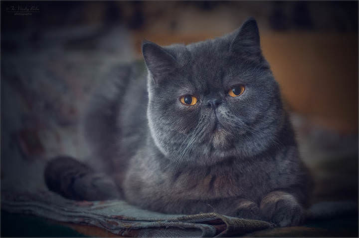 Кот Бабос
