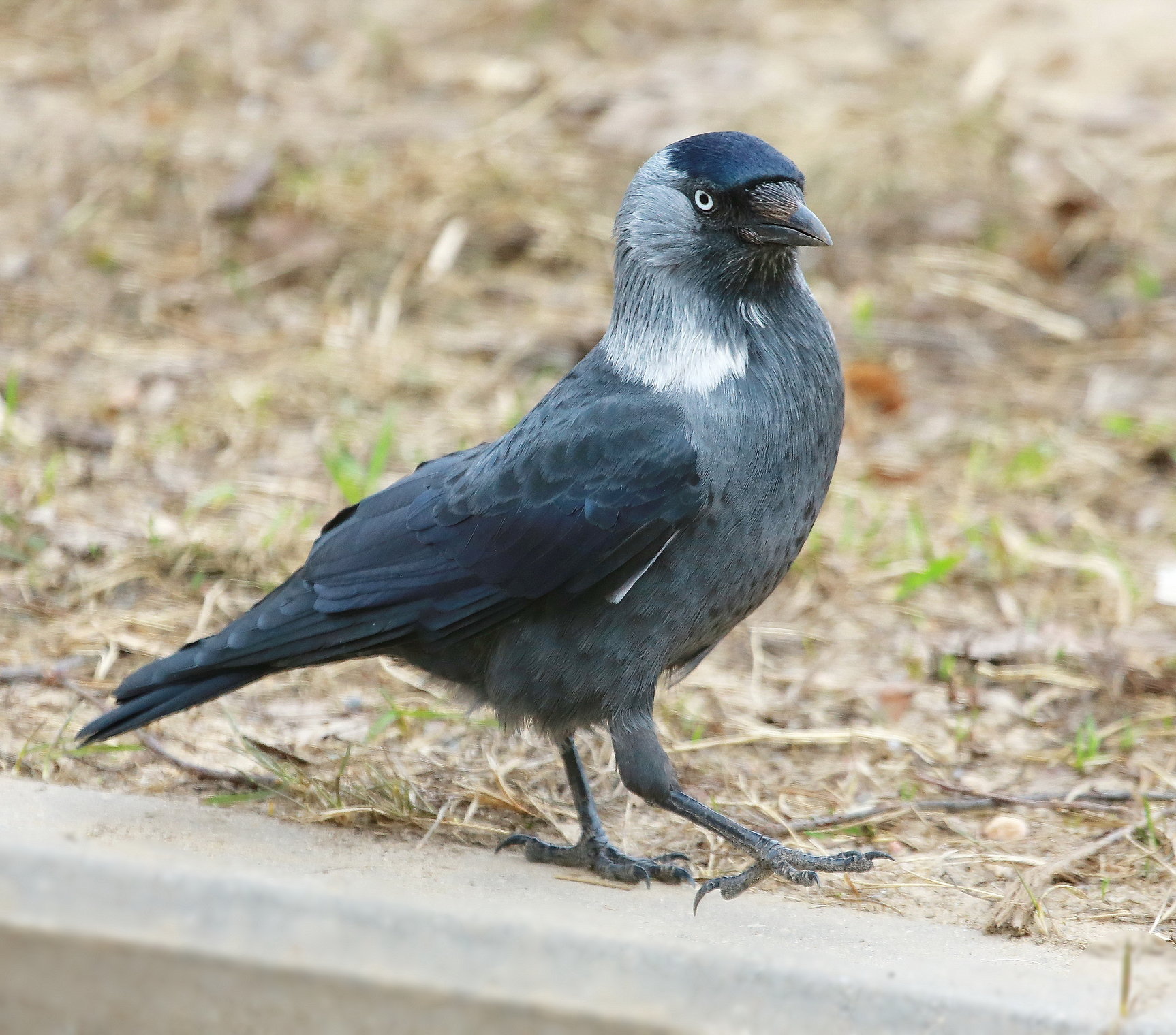 Галка ( Corvus monedula )