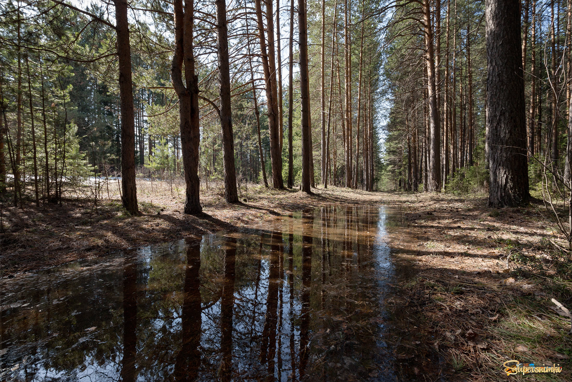 Красковский лес Весна