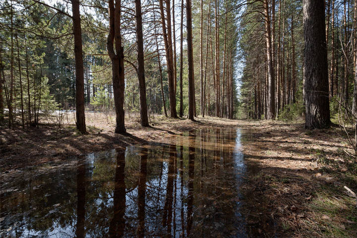 Весенний лес