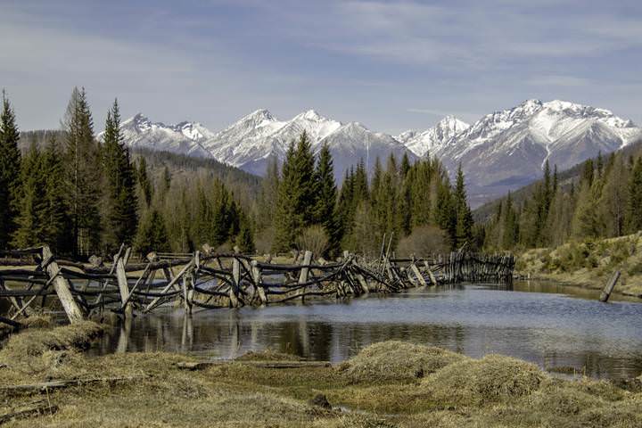 Талая