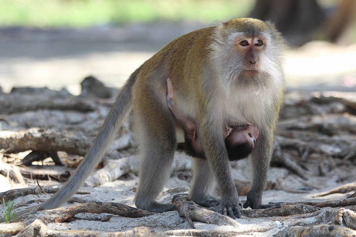 В дикой природе