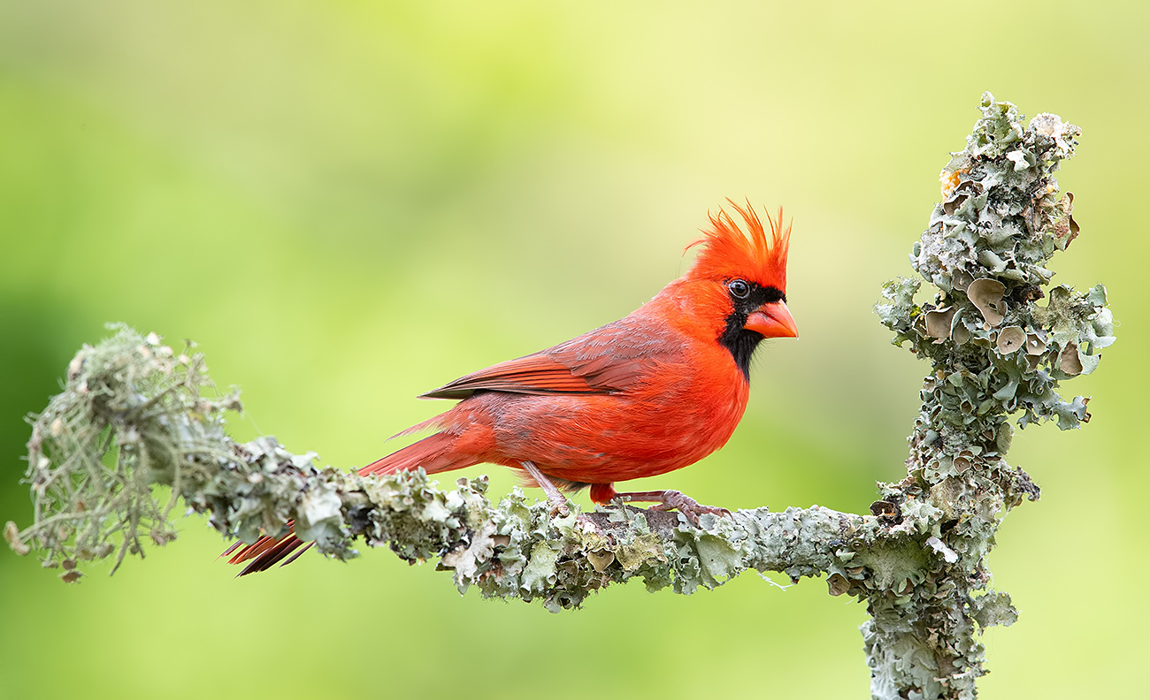 Male. Northern Cardinal  - Красный кардинал самец