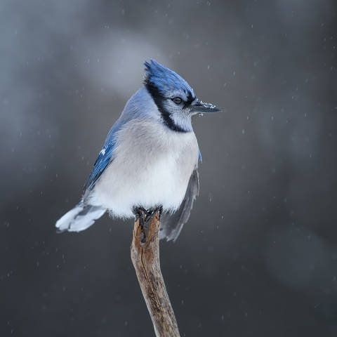Blue jay 