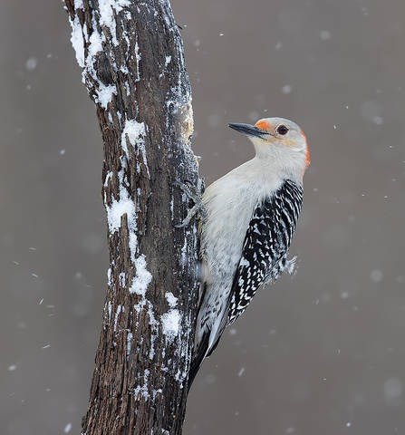Red-bellied Woodpecker Female - Cамка. Каролинский меланерпес