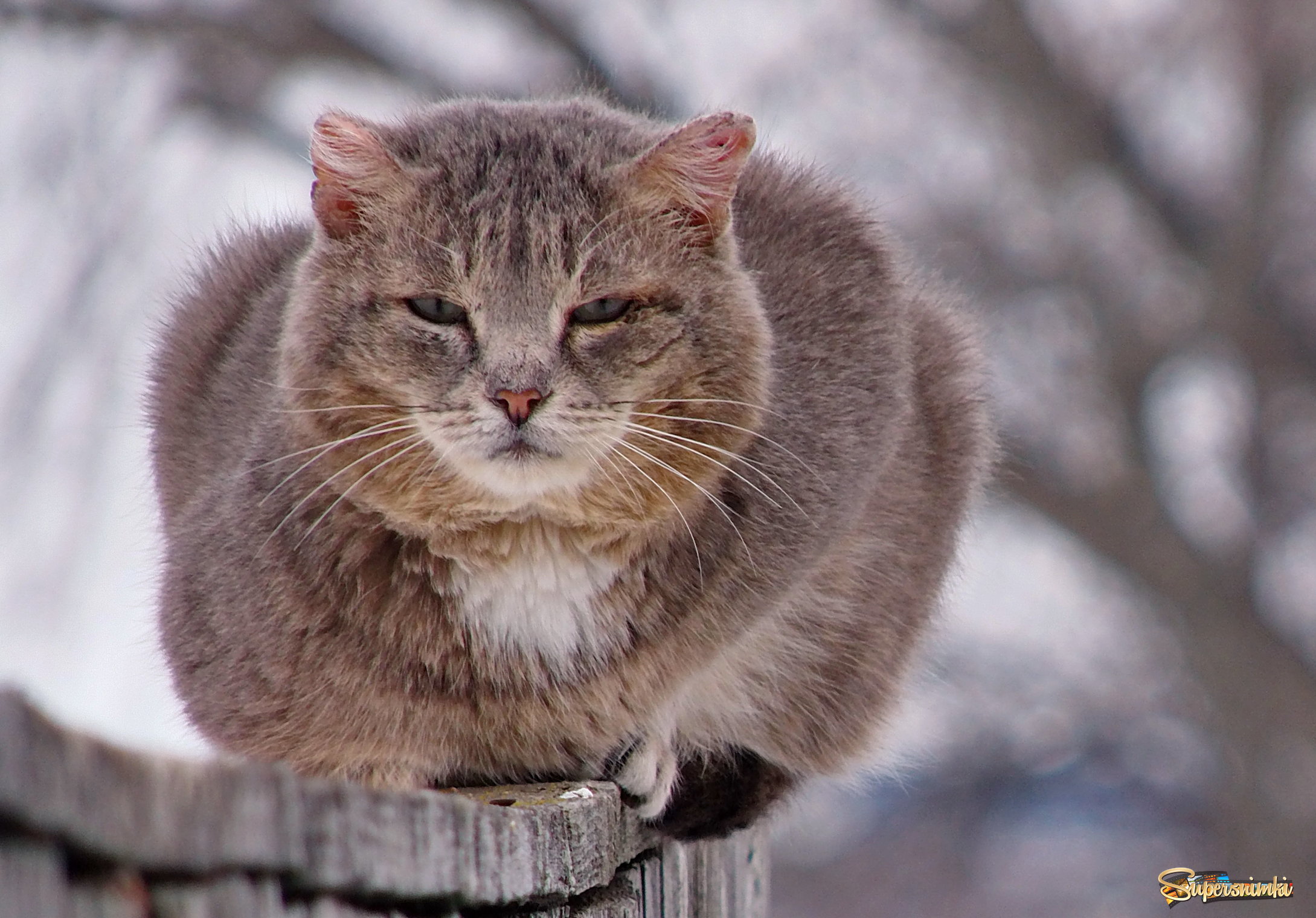 Портрет мартовского кота.