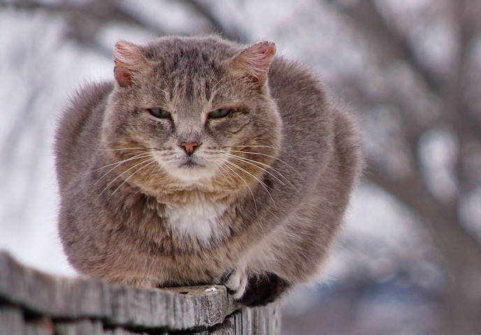 Портрет мартовского кота.