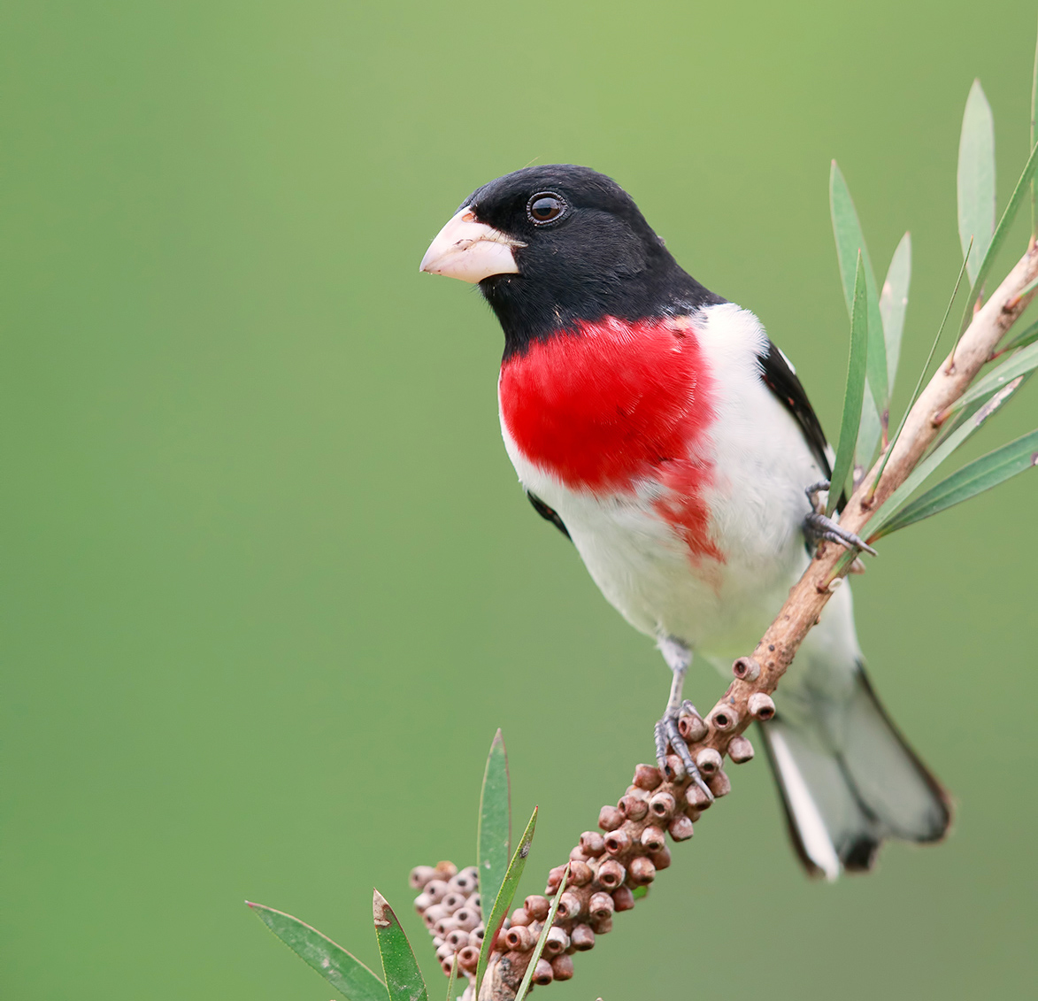 Самец. Красногрудый дубоносовый кардинал - Rose-breasted Grosbeak