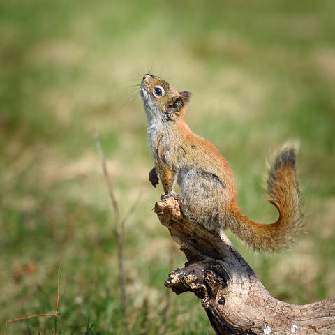 American red squirrel