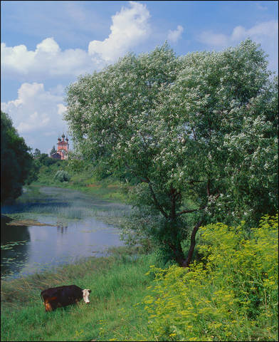 Кашинская пастораль