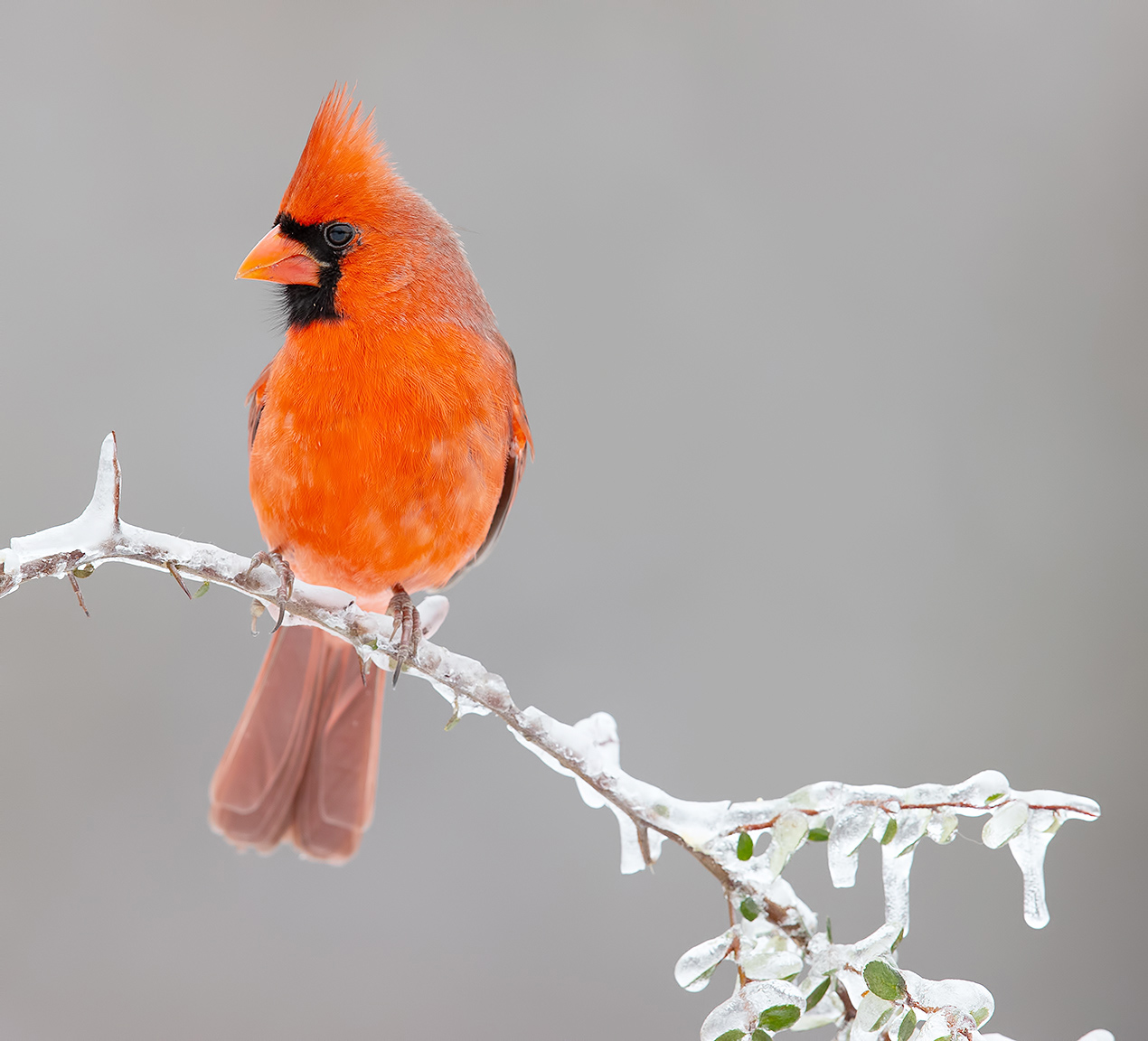 Birds in freezing rain -  Птицы на хрустальных веточках