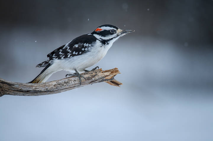 Downy woodpecker (male)