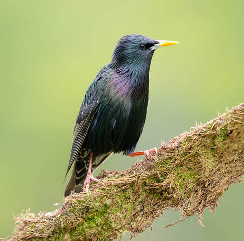 Обыкновенный скворец - European Starling