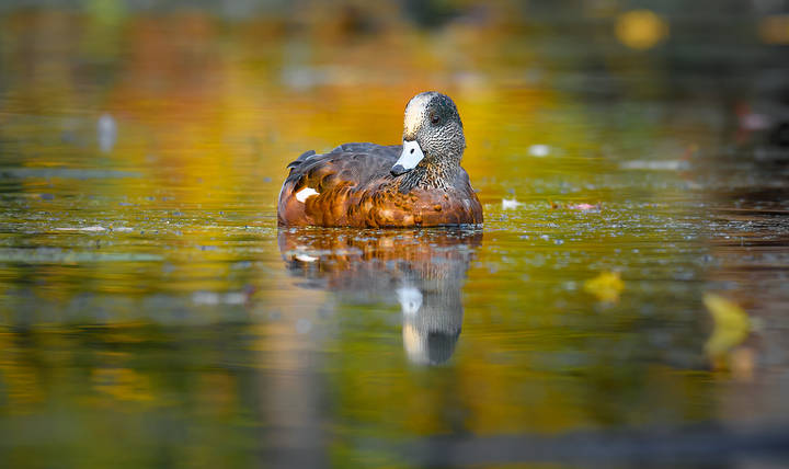 American Wigeon (male) 
