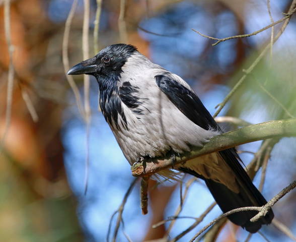 Серая ворна ( лат.Corvus cornix )