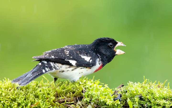 Самец. Красногрудый дубоносовый кардинал - Rose-breasted Grosbeak