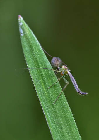 ***