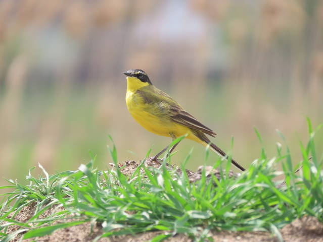 Жёлтая трясогузка (лат. Motacilla flava)