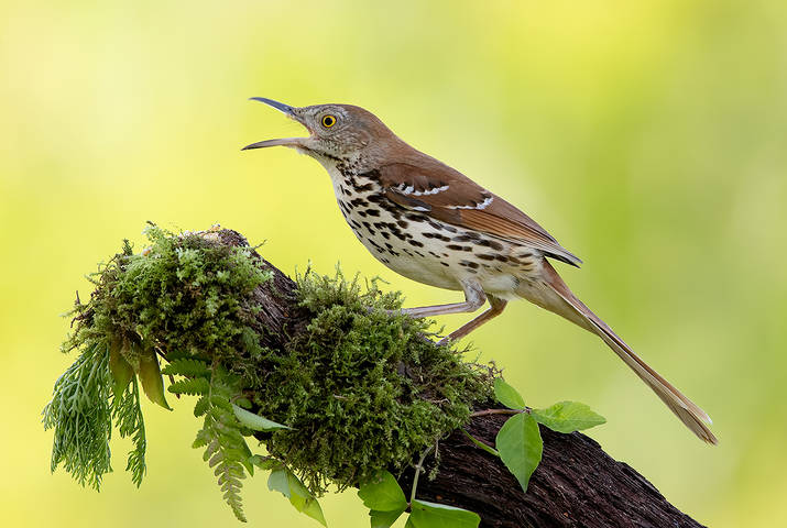 Коричневый пересмешник -Brown Thrasher