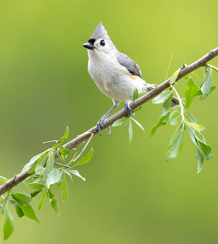 Tufted Titmouse -Острохохлая синица