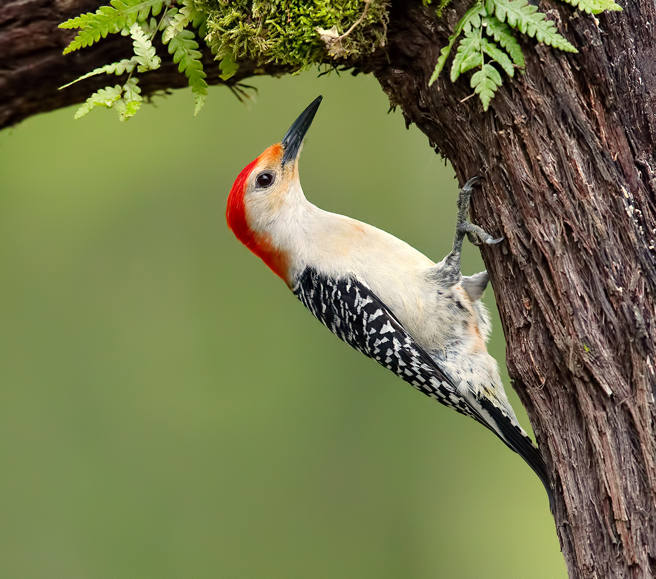  Red-bellied Woodpecker male - Cамец. Каролинский меланерпес